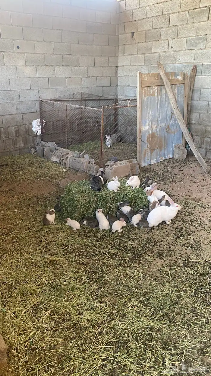 ارانب بلديه وفرنسية 0