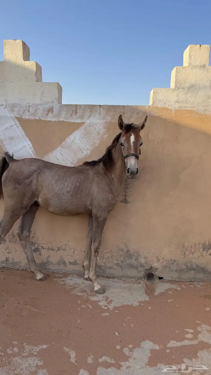 مهره شعبيه شيخه 1