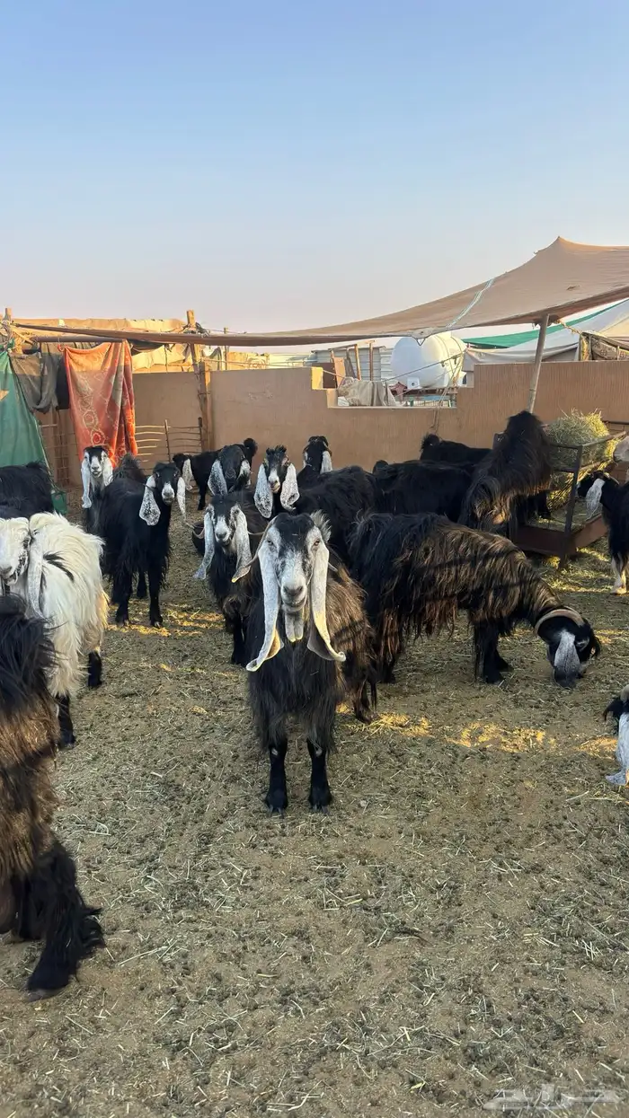 للبيع معزا جملة 0