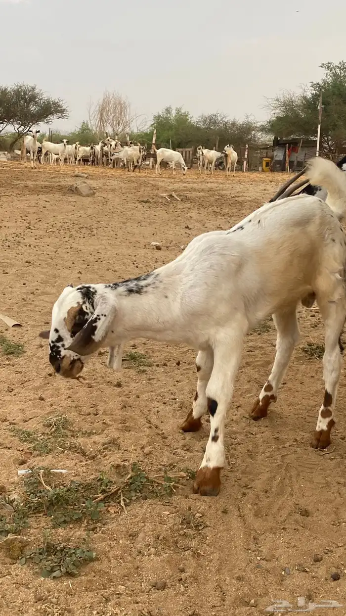 مشروع مسلب 3