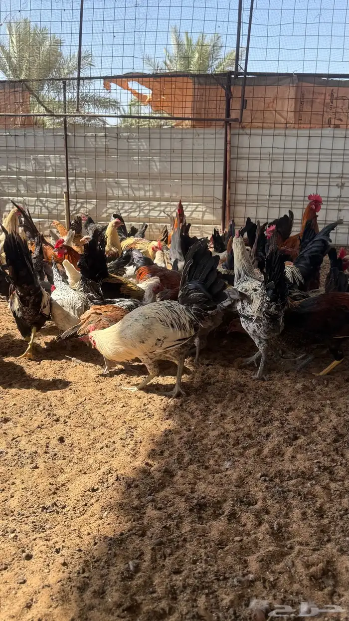 دجاج وديكة اعمارهم 7 اشهر ( بلدي ) ( البيع جملة ) 3
