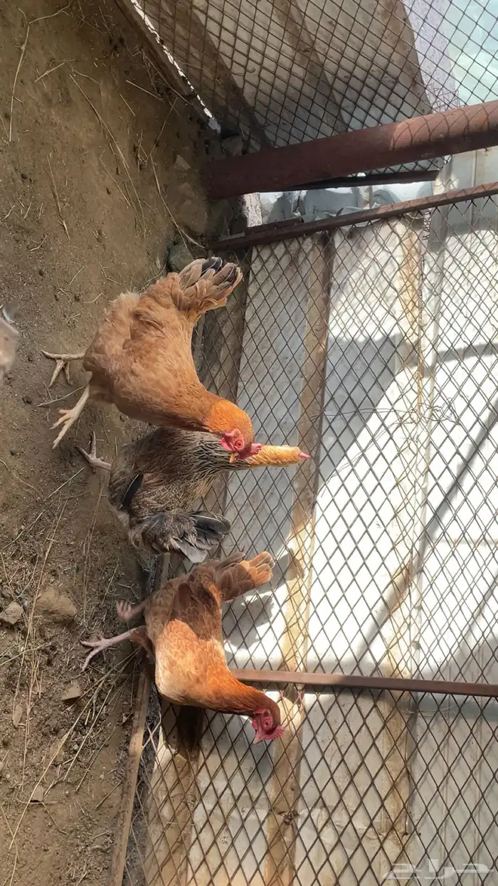دجاج تركي 2