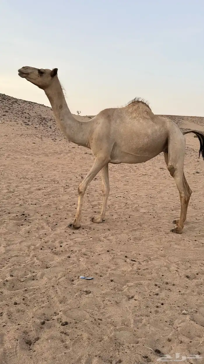 بكره بكر بنت الاعور جمل القرشي اختها مبيوعه بمليون ونص 1