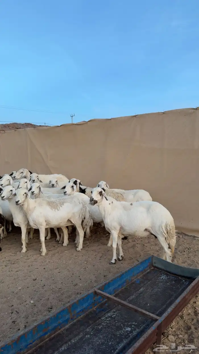 39 بفحلها حصيب وصنف 0