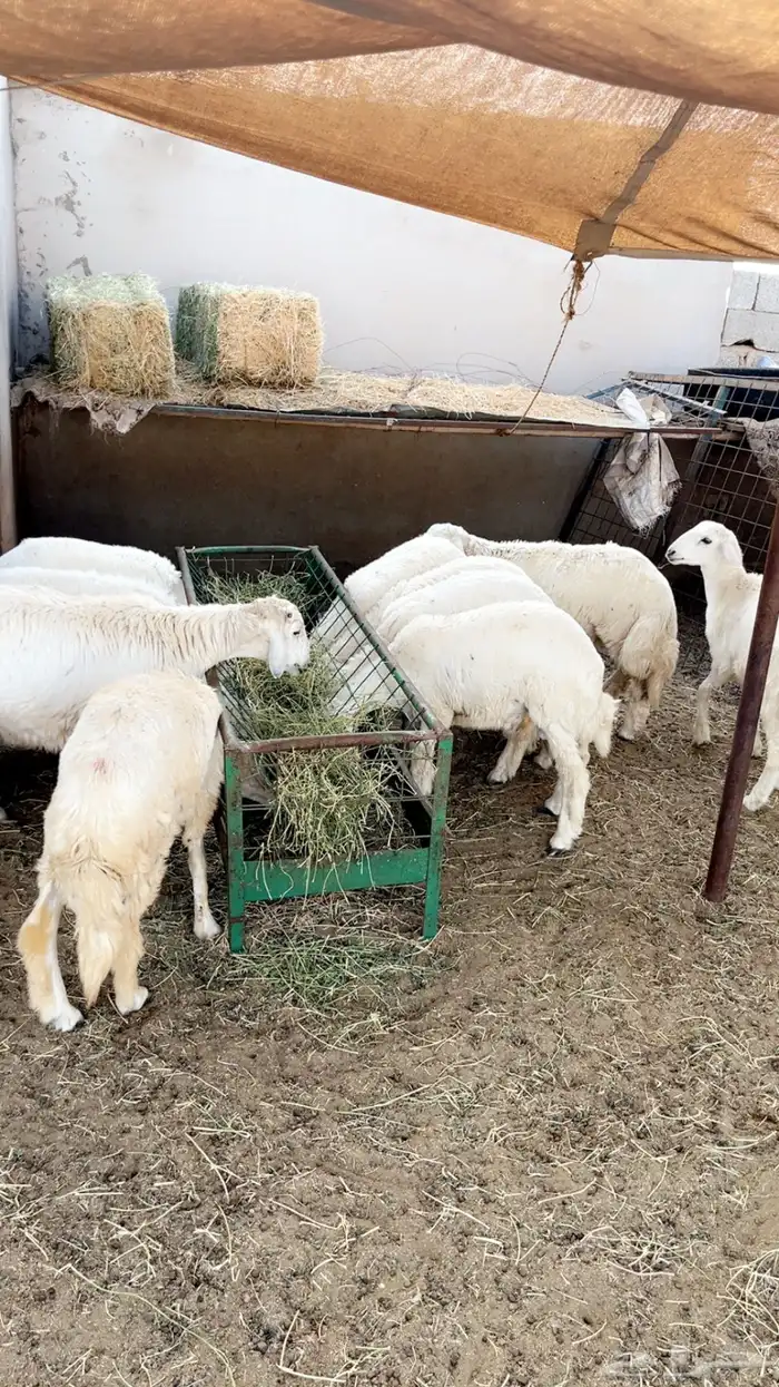 طليان حريه ثلاجه ومناسبات يوجد ذبح وتوصيل 11