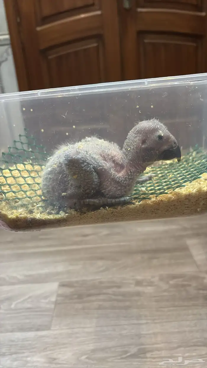 فروخ كاسكو تم البيع 2