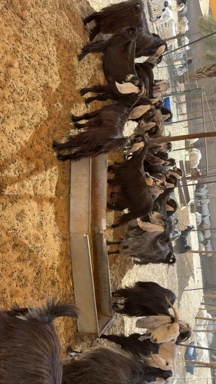 معزى مراح 1