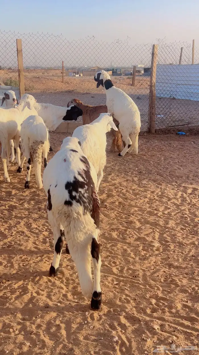 خرفان سواكن نعيم تيوس رفيدي بربري 7