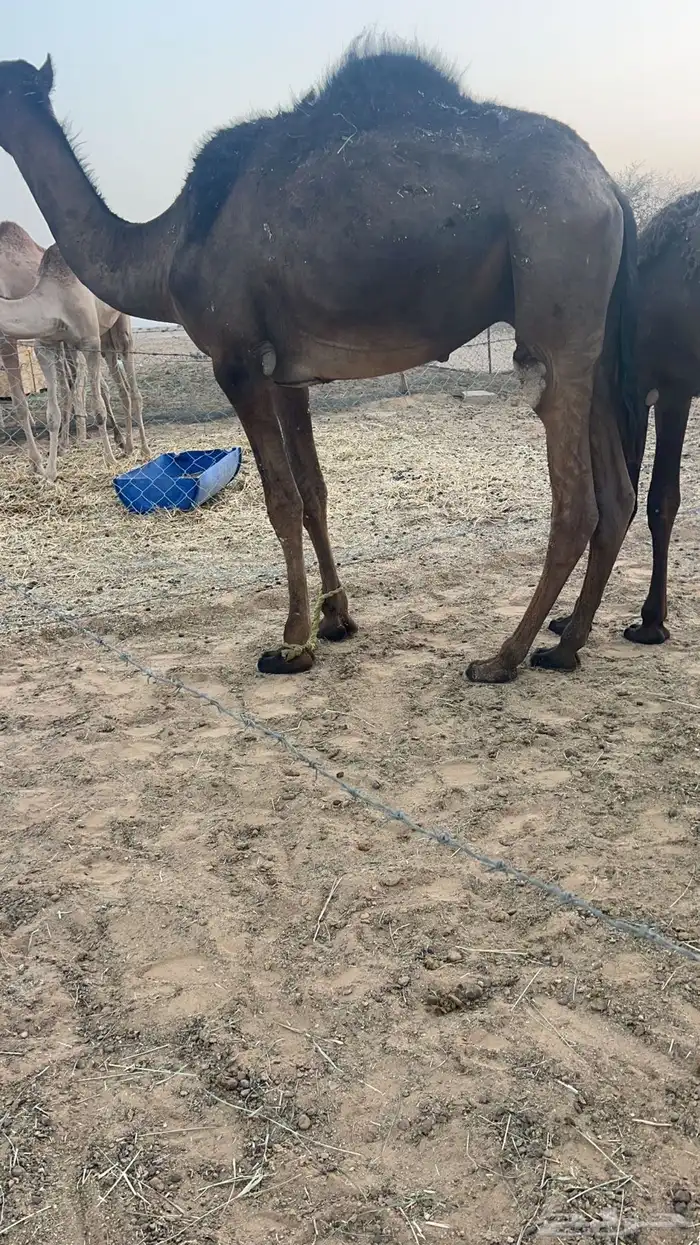 مفرود يحقق 0