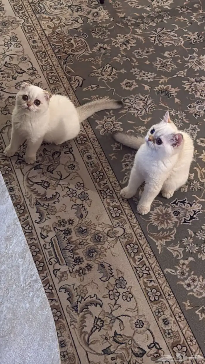 قطط 2