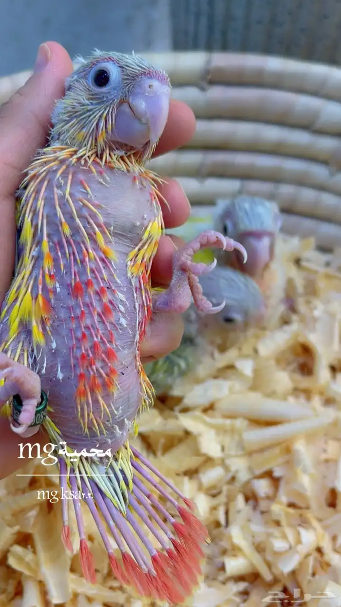 فروخ كنيوزر صن شيك ما شاء الله 3