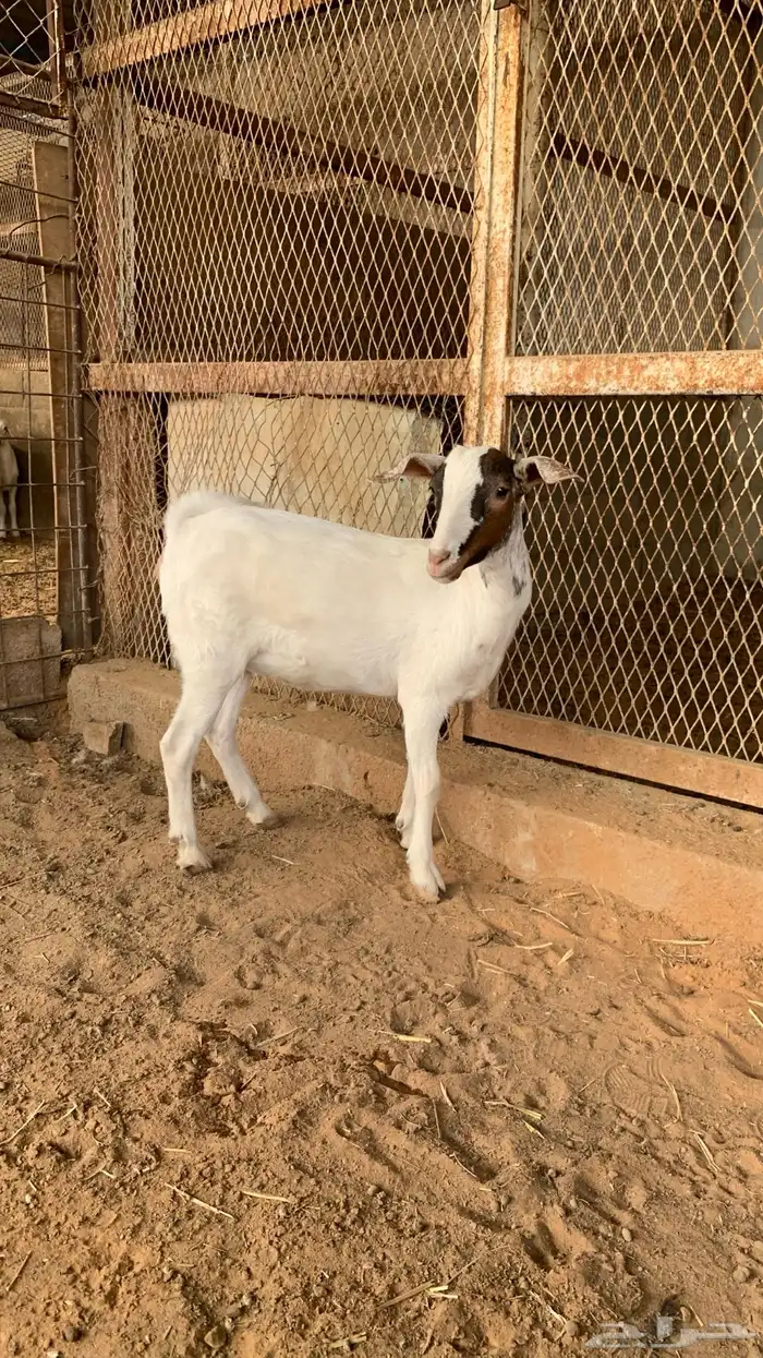 جفره جنوبيه ذبيحه 0