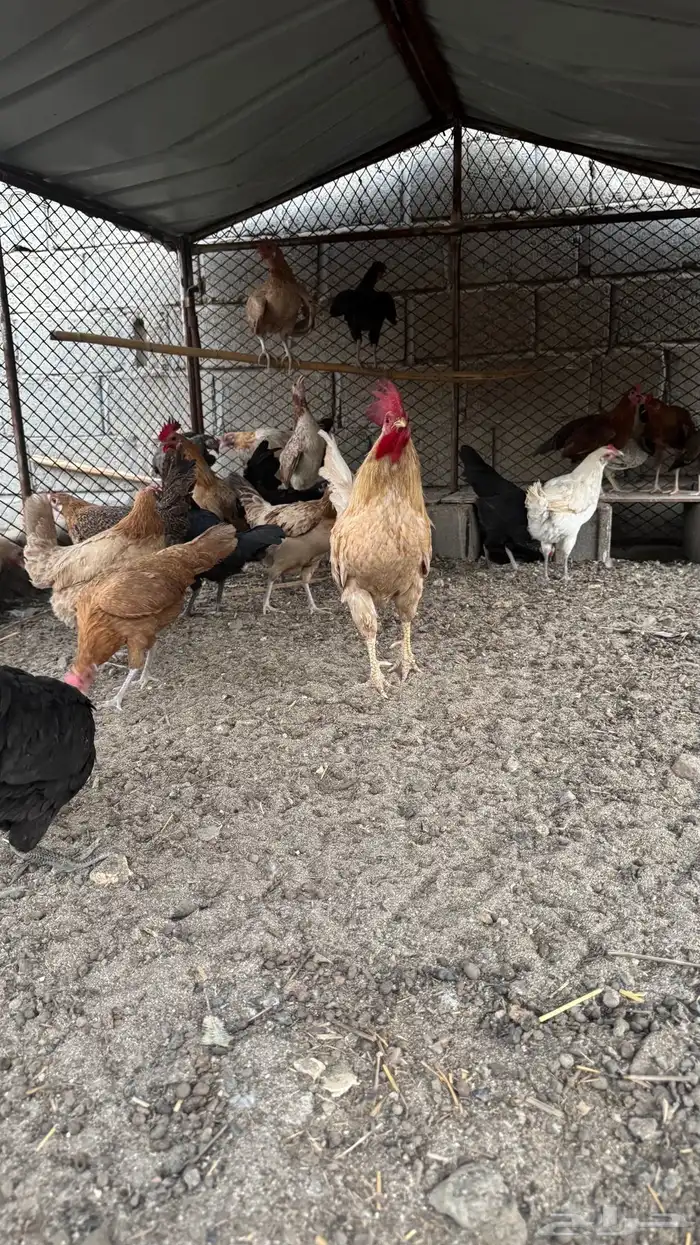 دجاج للبيع 4