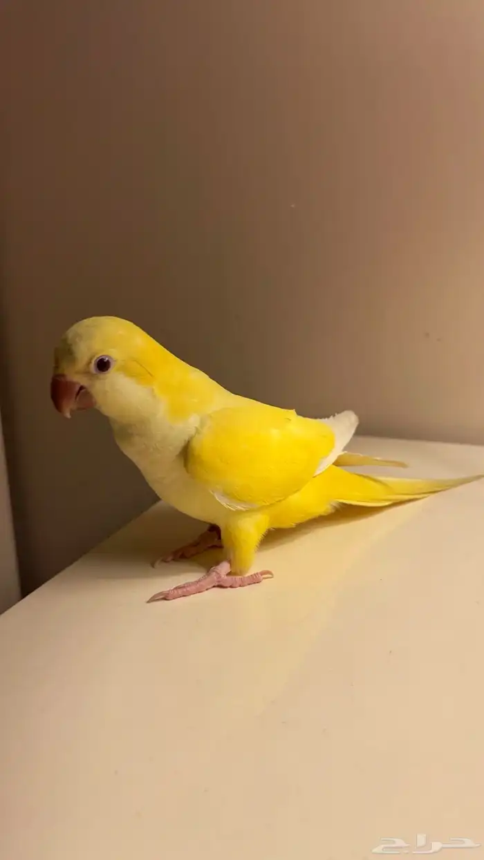 ببغاء كويكر لاتينو اليف ومتكلم 0