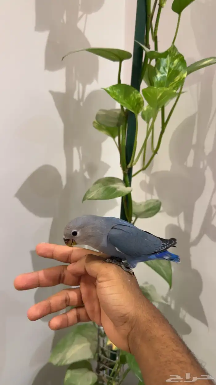 روز اليف هدد نشبه م عنده عض 2