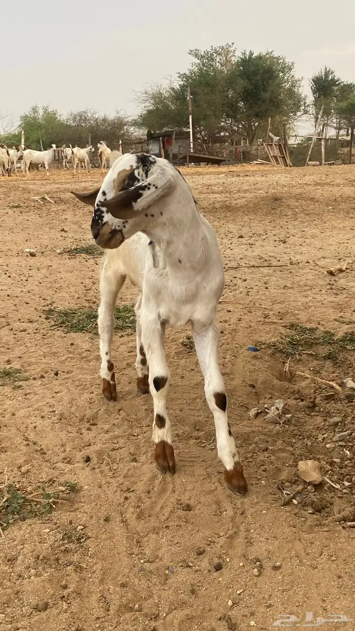 مشروع مسلب 6