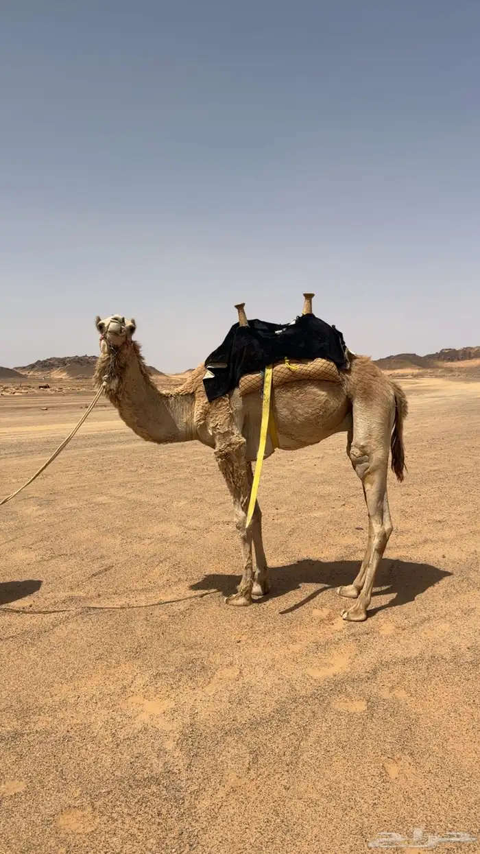 قعود حر طابع شرط اصيل صافي فيه 9 من الحرار سنه حق 0