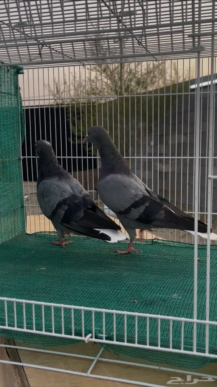 حمام قطيفي 0