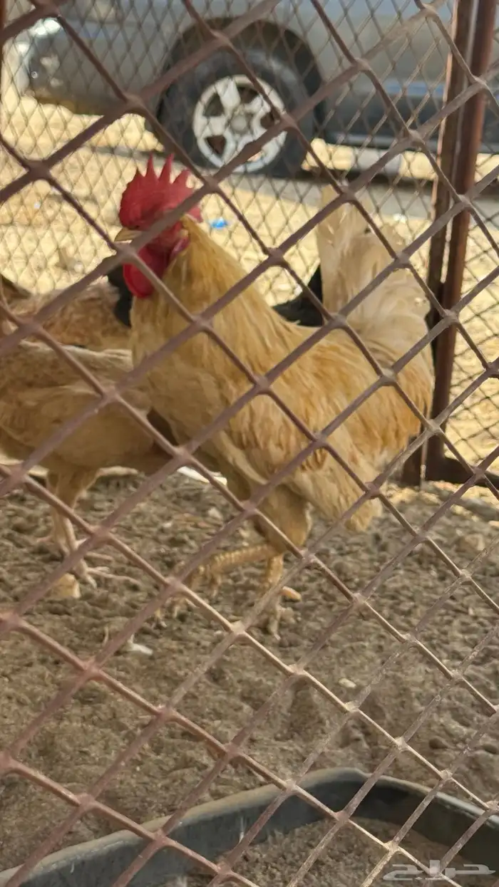 دجاج للبيع 0