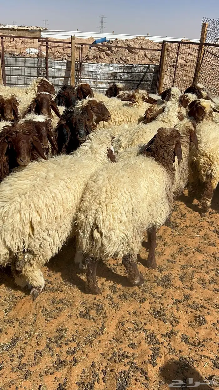 جذعات نعيم رخال 5
