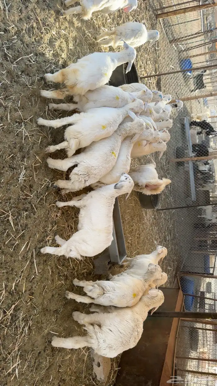 بهم تربيه نظيف 1