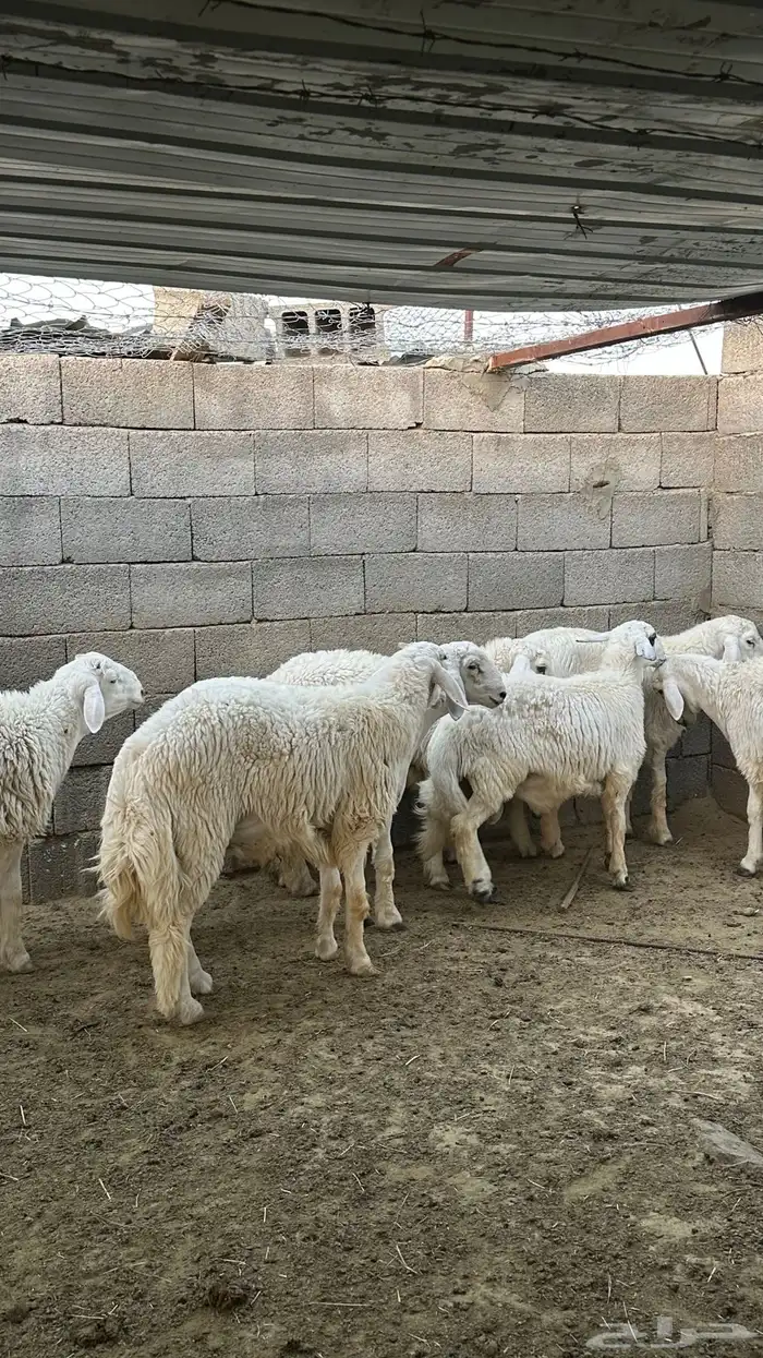 طليان جبره 4