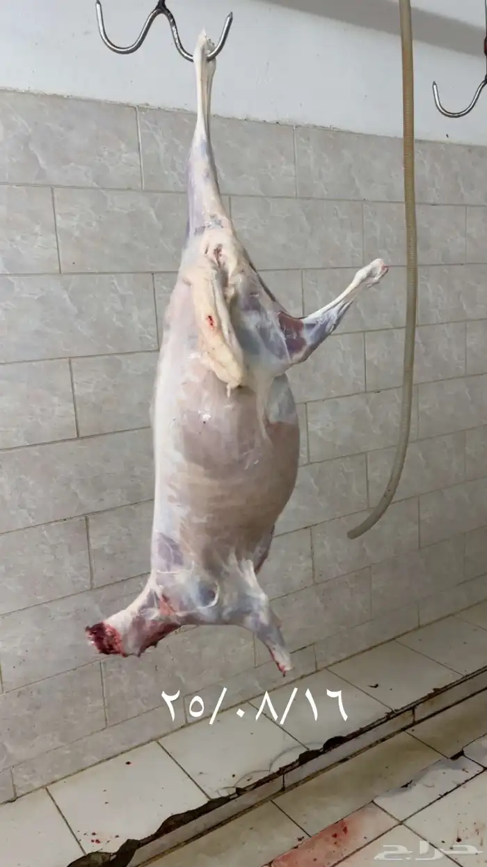 طليان حريه ثلاجه ومناسبات يوجد ذبح وتوصيل 3