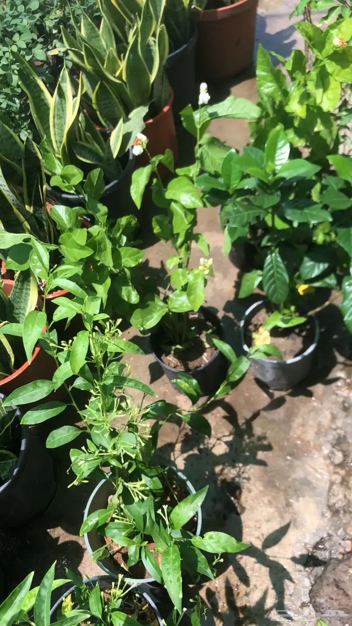 تنسيق الحدائق المنزلية 31