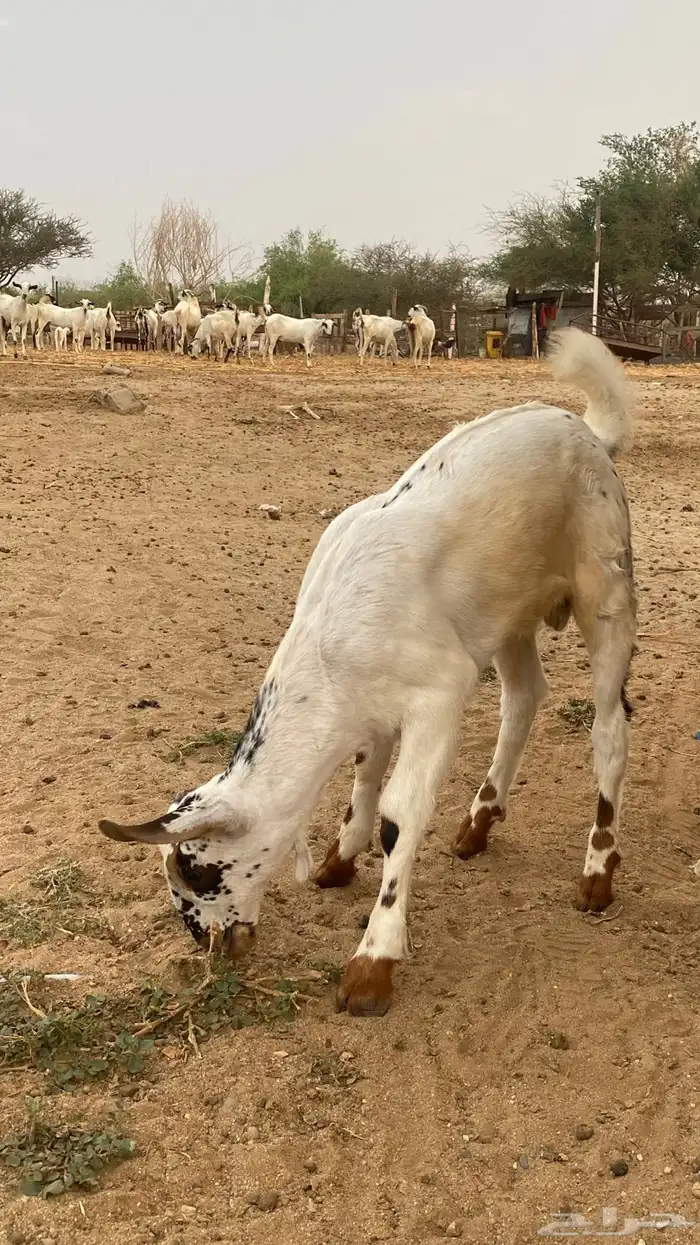 مشروع مسلب 5