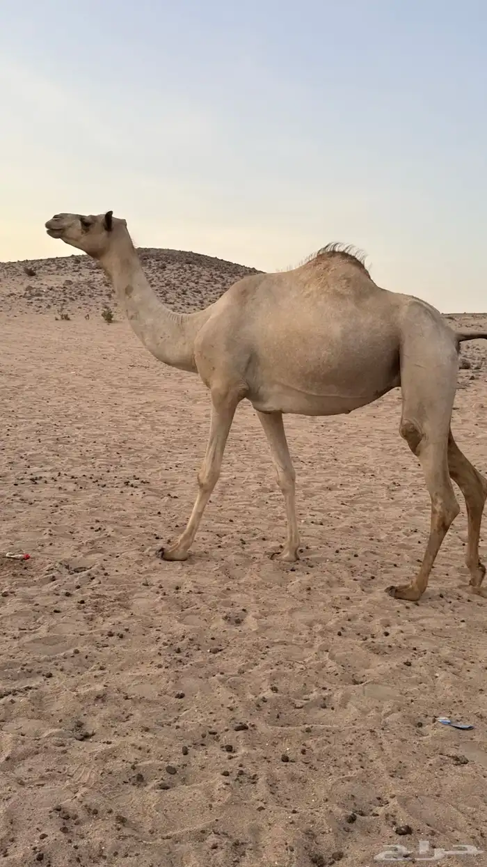 بكره بكر بنت الاعور جمل القرشي اختها مبيوعه بمليون ونص 10