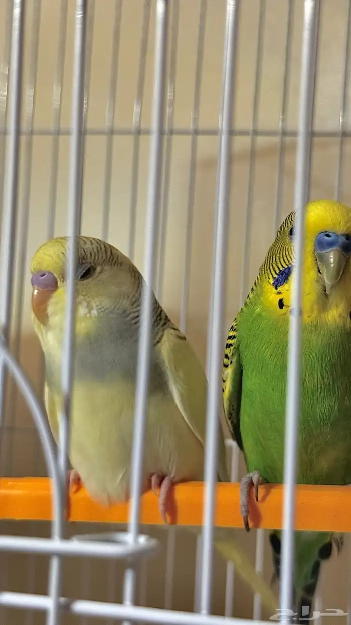 بادجي زوج ذكر وأنثى اليف جد ا 5