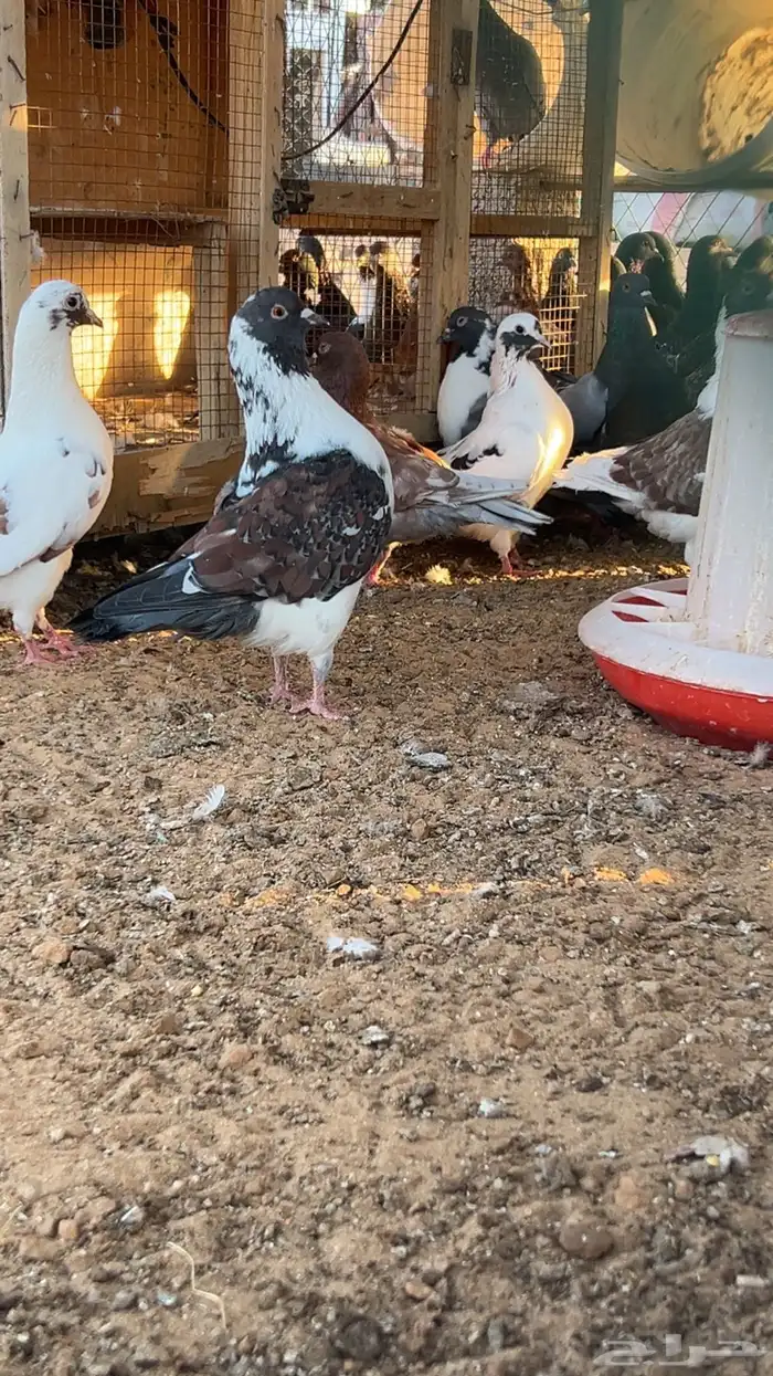الخرج 1