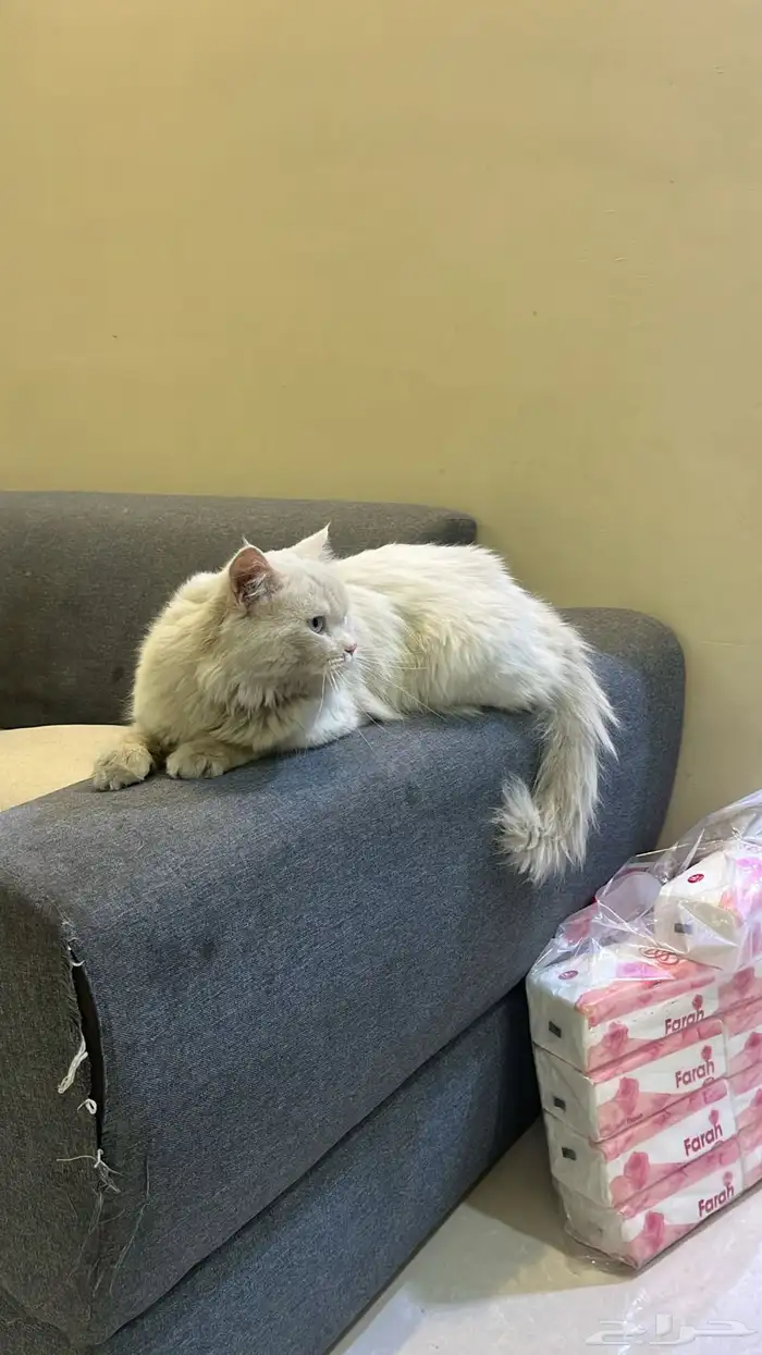 قط شيرازي 0