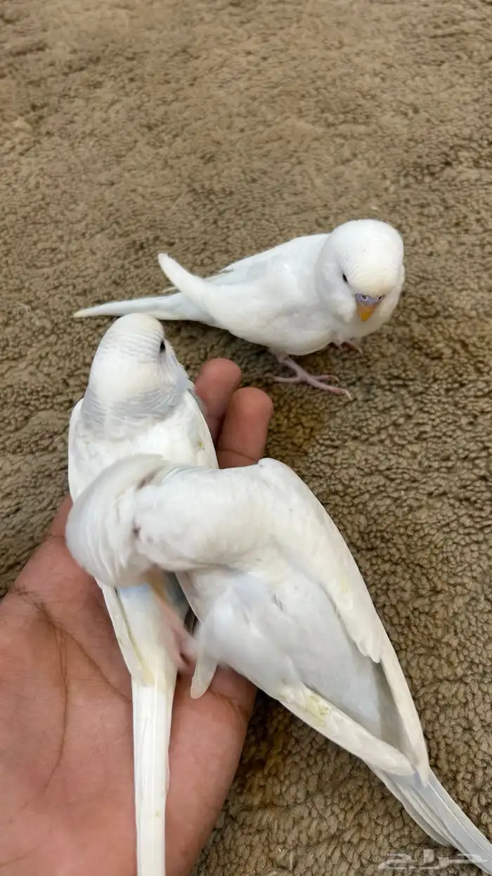 طيور بادجي أليفه 4