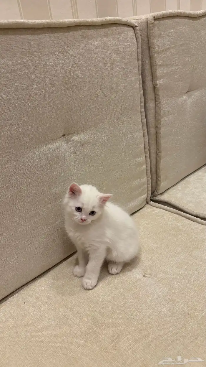 قطط 0