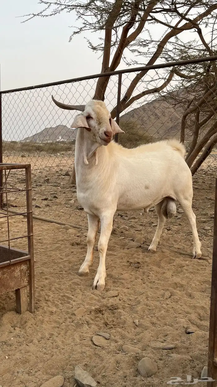 تيس جذع فحل صنف الصنف 1