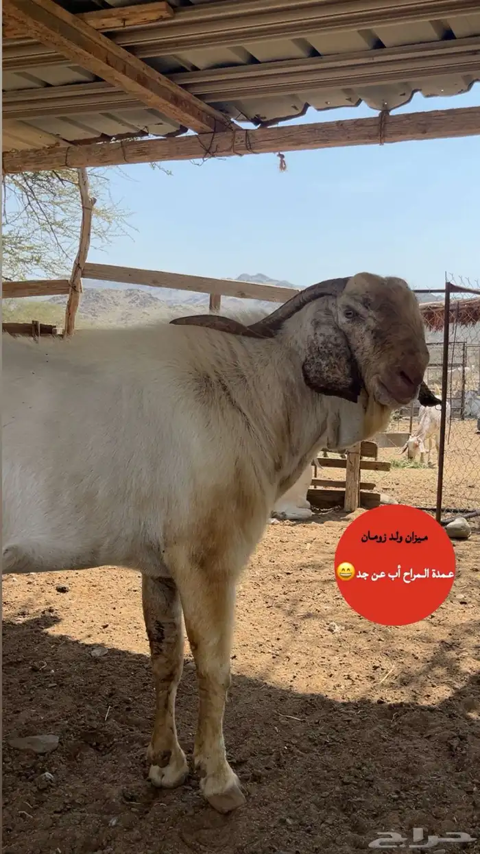 تيس جذع فحل صنف الصنف 5