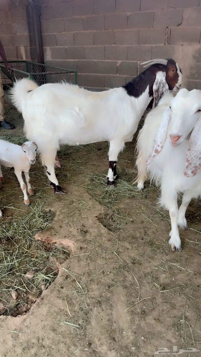 معزا مصريه فاخره 2