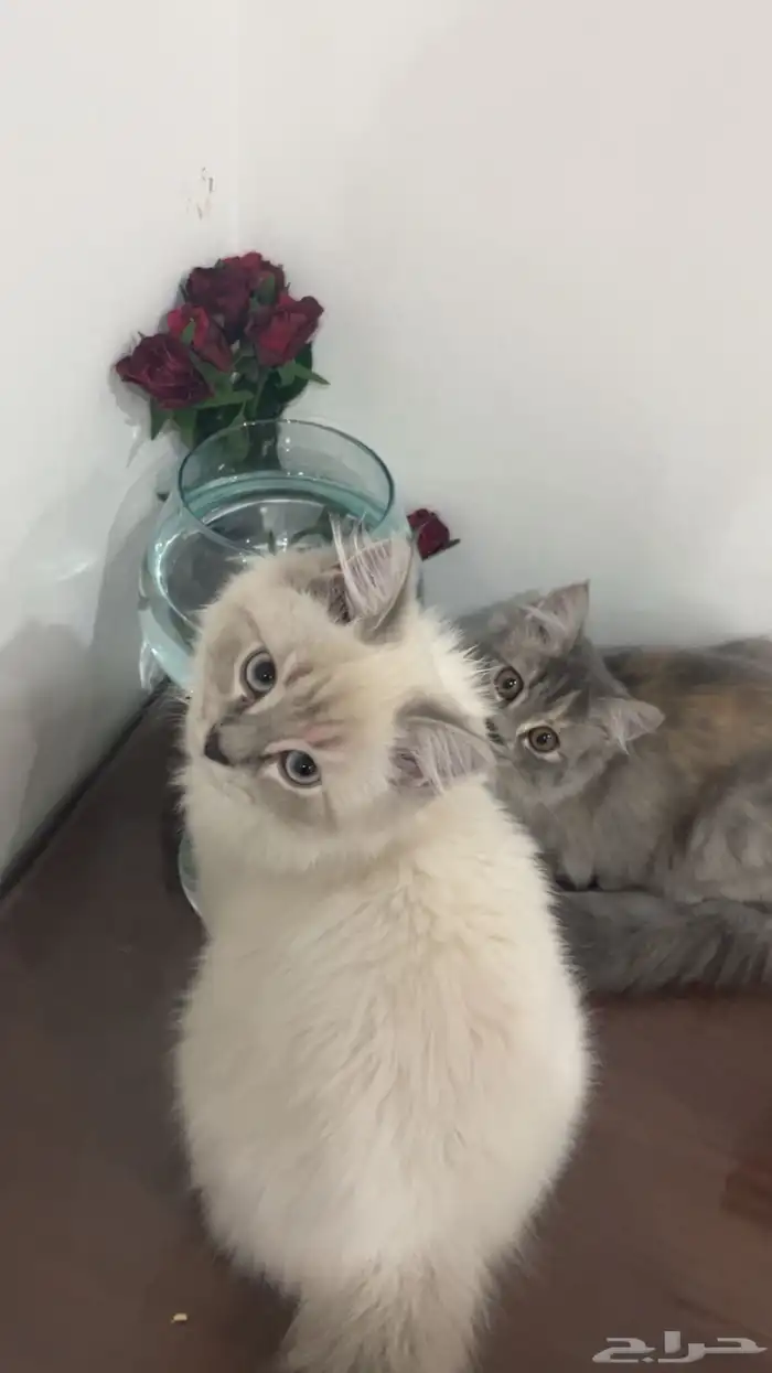 قطط 2
