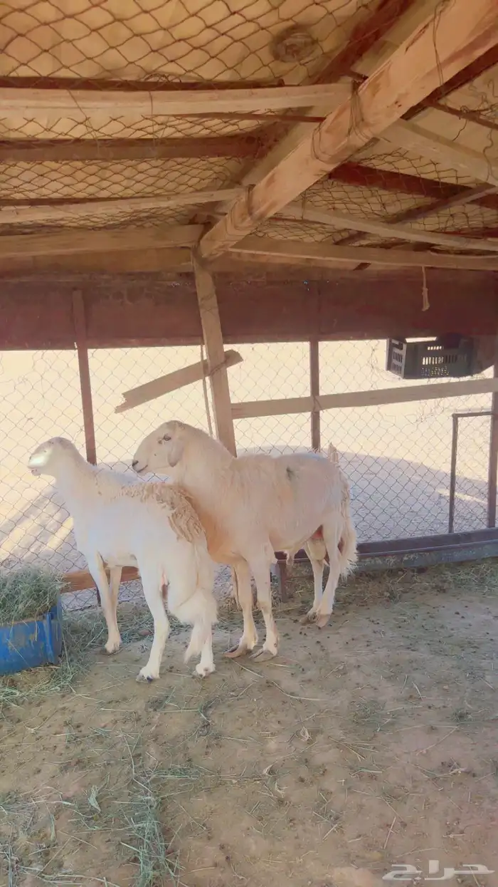 خروفين حريات للبيع ( فحول 0