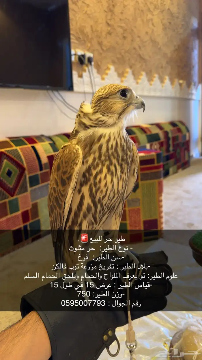 طير حر 0