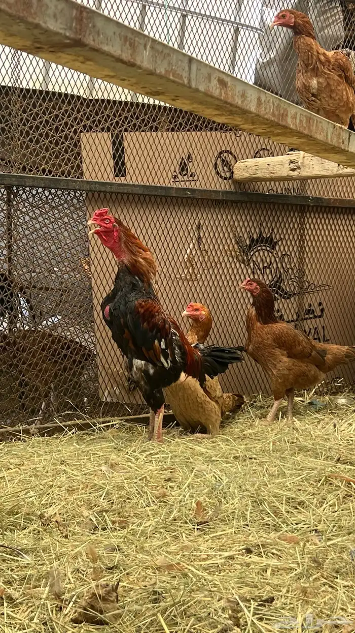 (دجاج باكستاني) 0