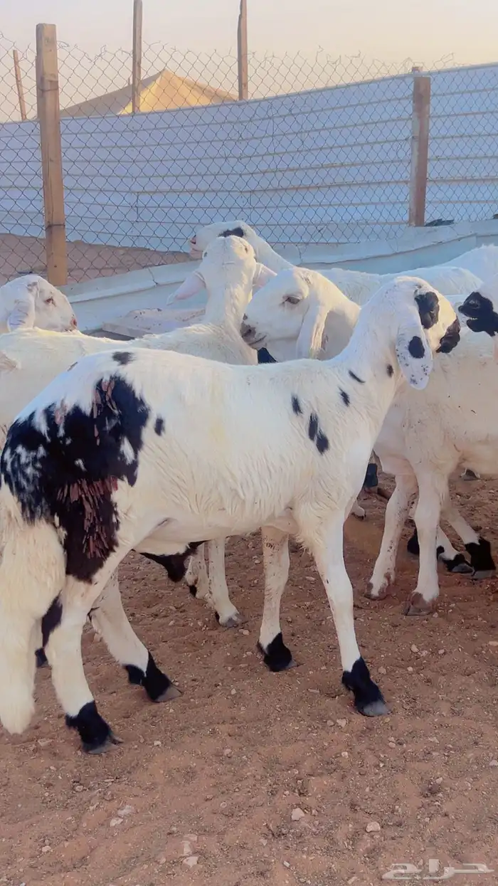 خرفان سواكن نعيم تيوس رفيدي بربري 4