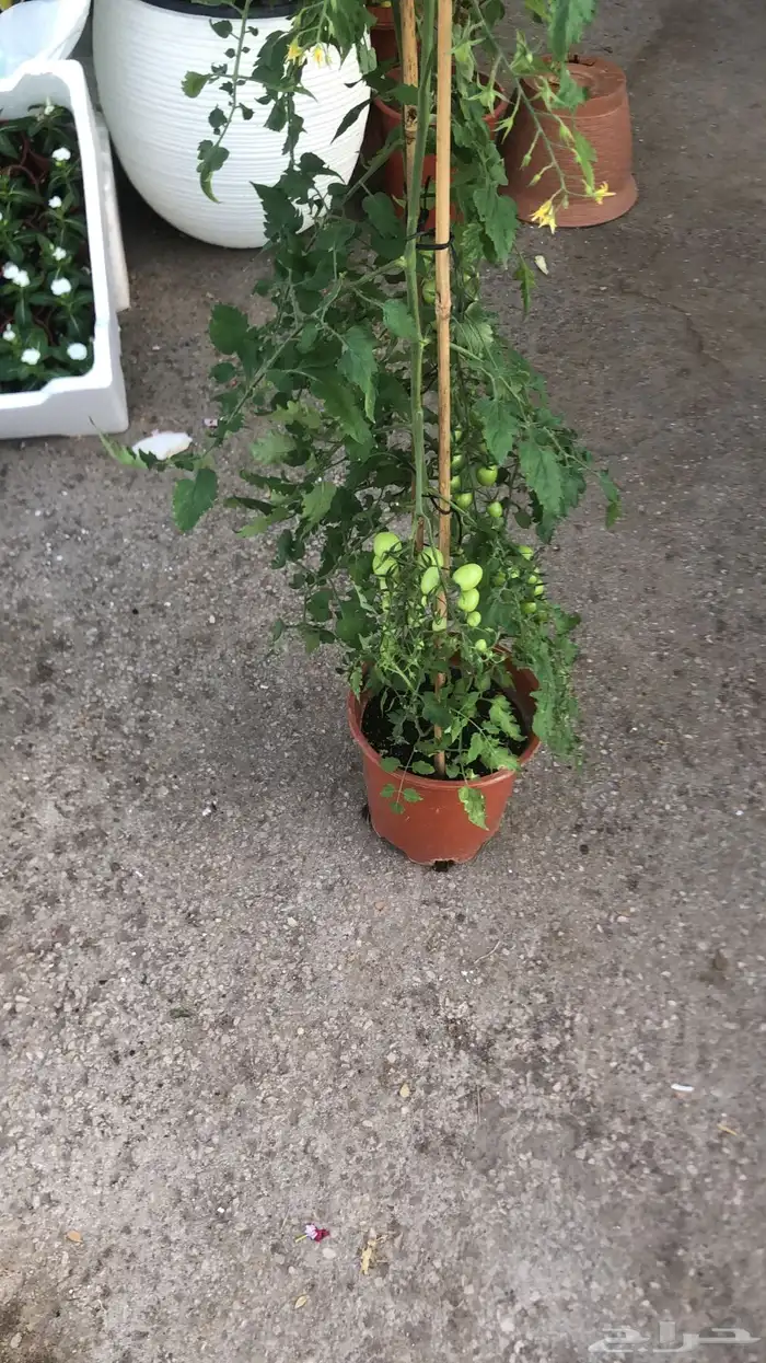 تنسيق الحدائق المنزلية 5