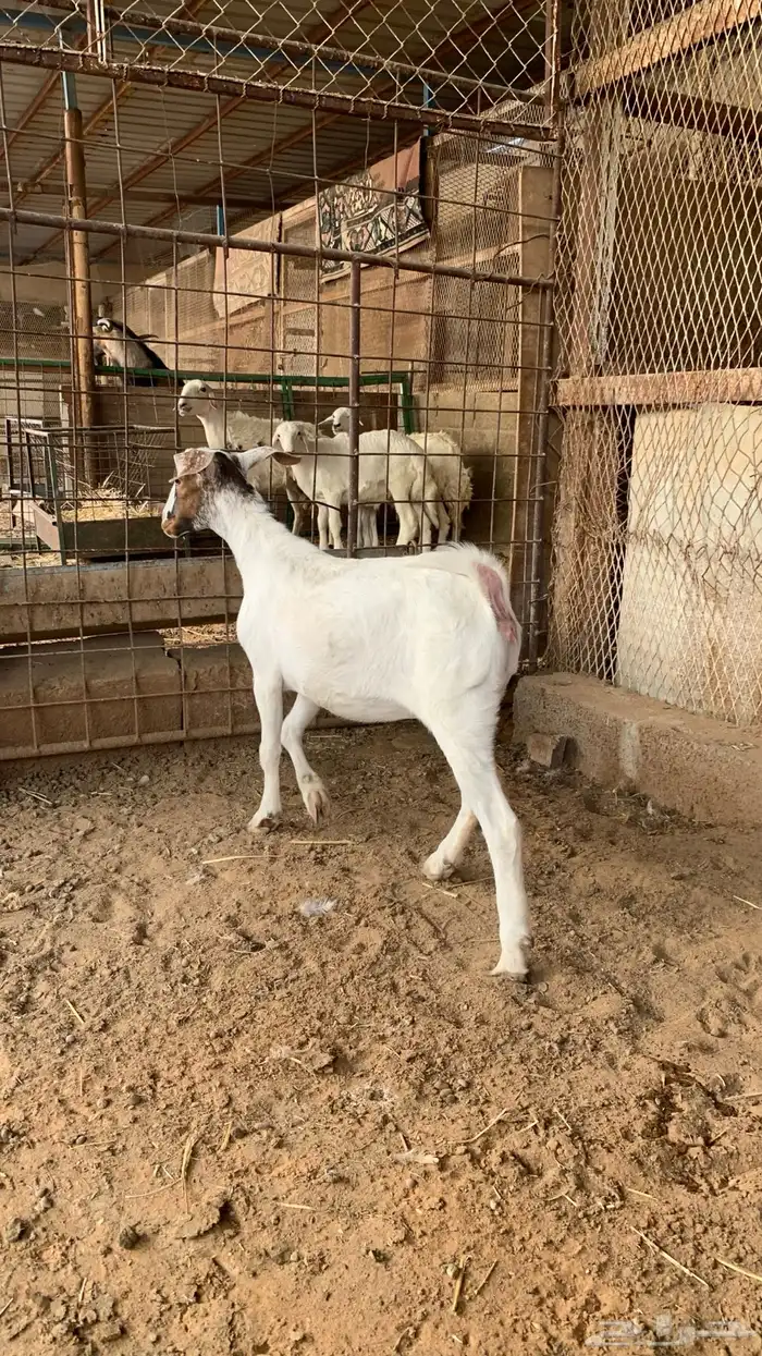 جفره جنوبيه ذبيحه 2