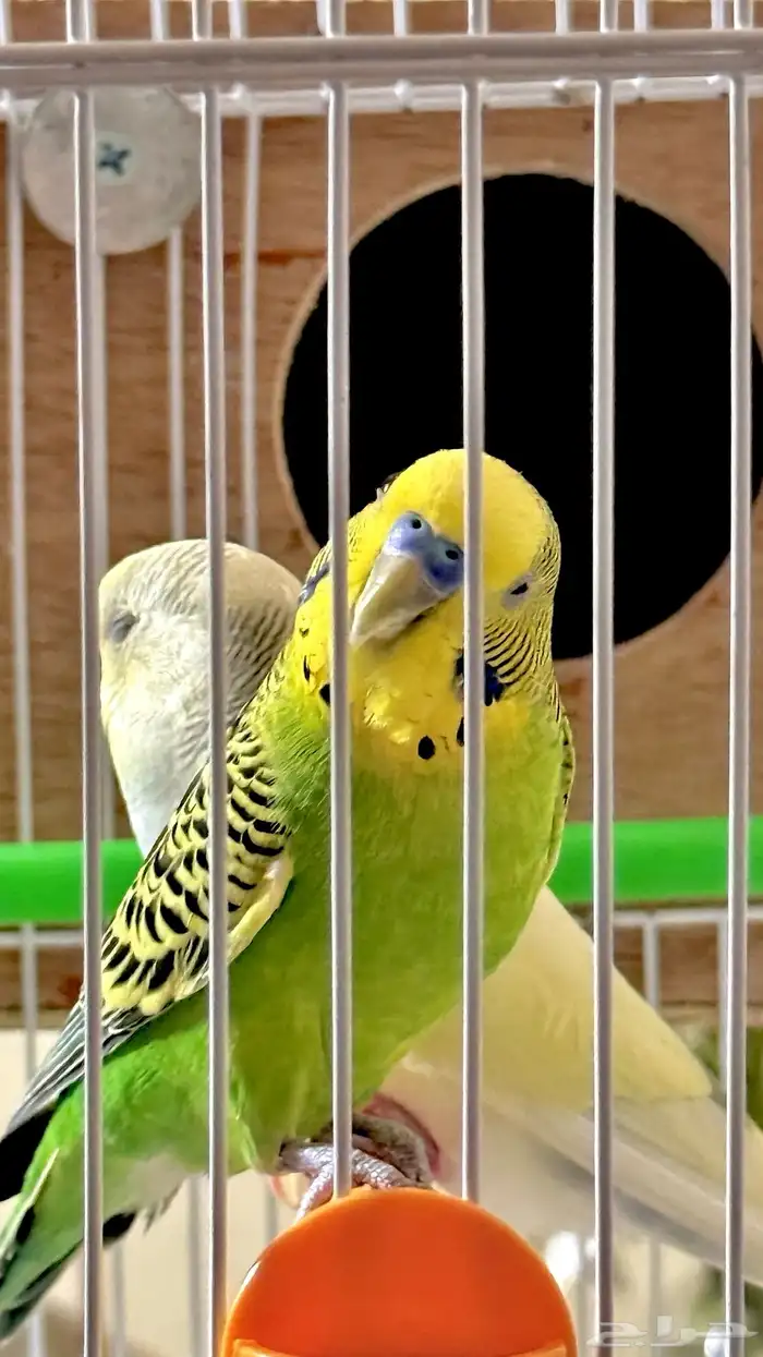 بادجي زوج ذكر وأنثى اليف جد ا 1