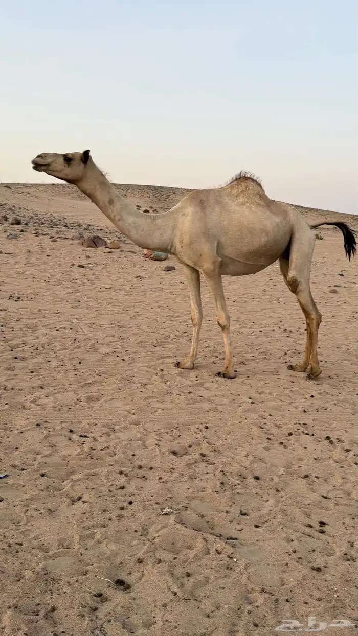 بكره بكر بنت الاعور جمل القرشي اختها مبيوعه بمليون ونص 9