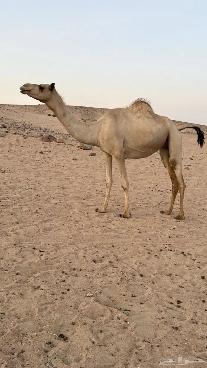 بكره بكر بنت الاعور جمل القرشي اختها مبيوعه بمليون ونص 8