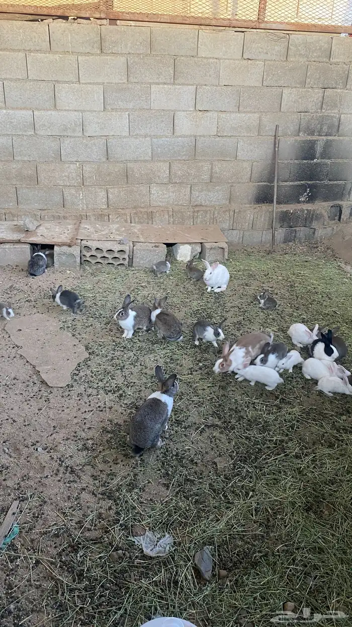 ارانب بلديه وفرنسية 4