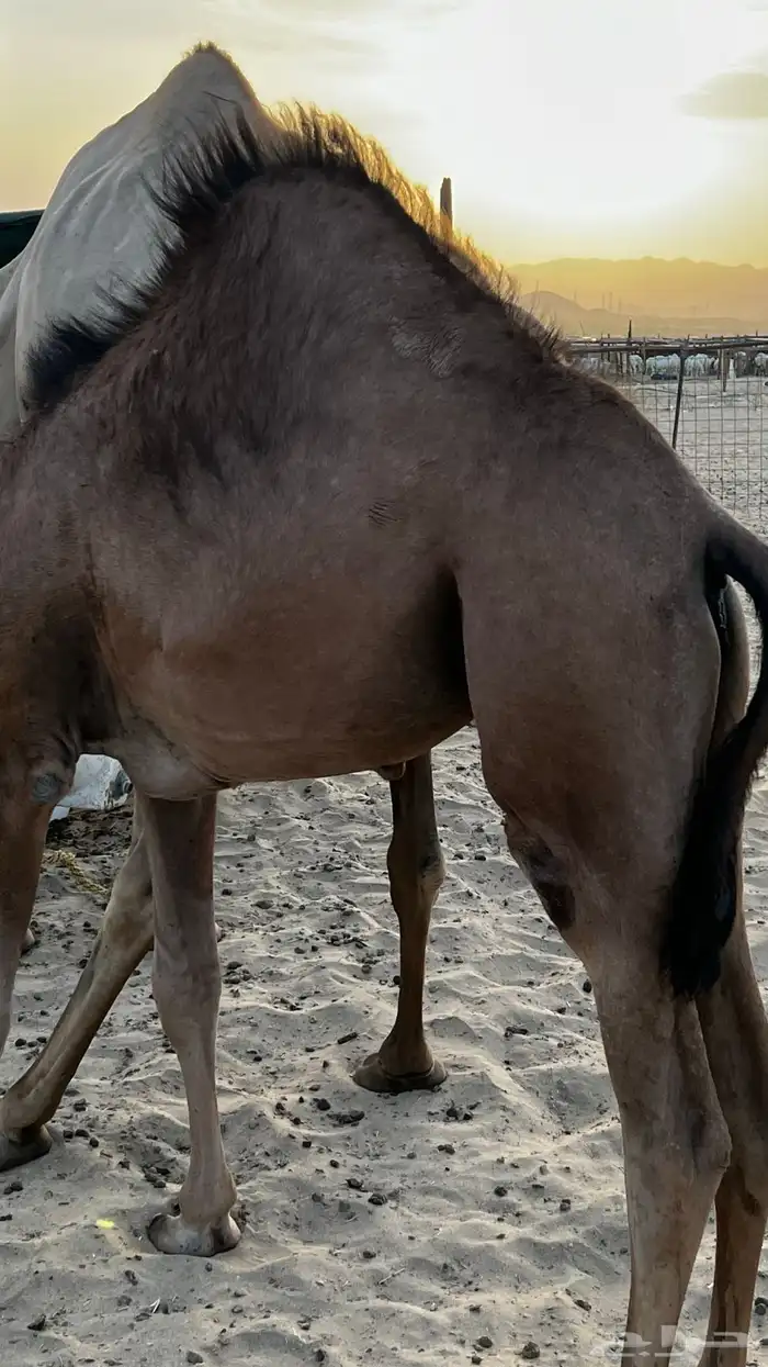 بكره للبيع على حليب امها 3